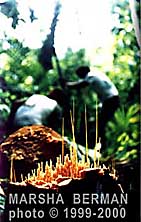 Papua New Guinea sago palm cut for starch